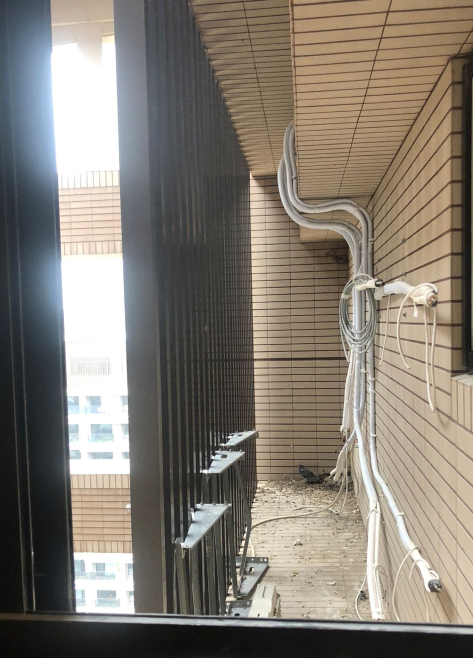 鴿子 飛 到 陽台 代表