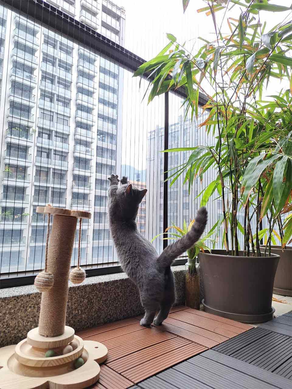 貓咪跳樓症候群是什麼？減少貓墜樓悲劇，4大迷思帶你破解！